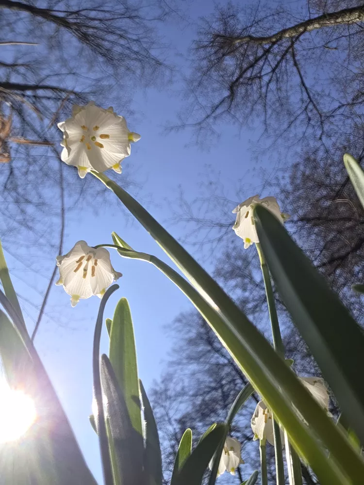 Bledule jarní - vítání jara