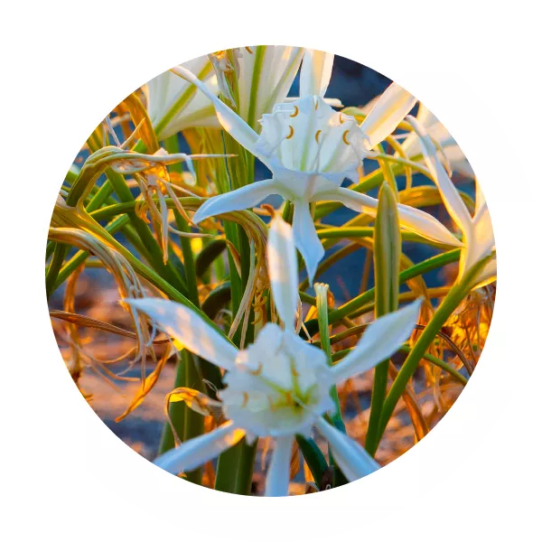 Extrakt z mořského narcisu Pomáhá zlepšit vzhled tmavých skvrn.